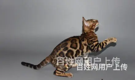安徽六安纯血孟加拉豹猫送货上门 - 图片 1