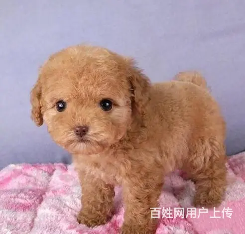 广州纯种贵宾犬价格 狗舍直销 包纯种健康签协议 - 图片 9