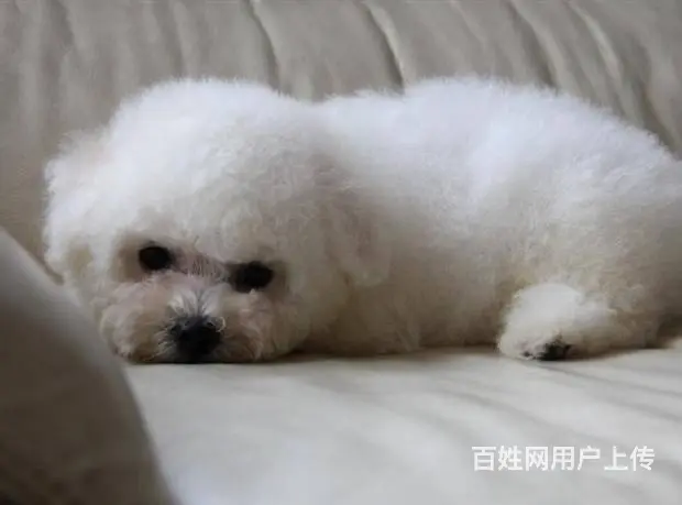 出售纯种比熊犬幼犬 棉花糖宝宝 北京法国比熊犬 - 图片 7
