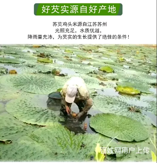 苏州特产水八仙新鲜鸡头米1斤2斤3斤礼盒装 - 图片 5