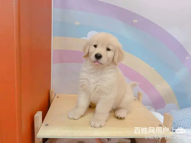 淄博卖狗的地方买狗选放心 - 图片 2
