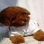 池州青阳哪里有t泰迪热卖犬小体泰迪好养吗