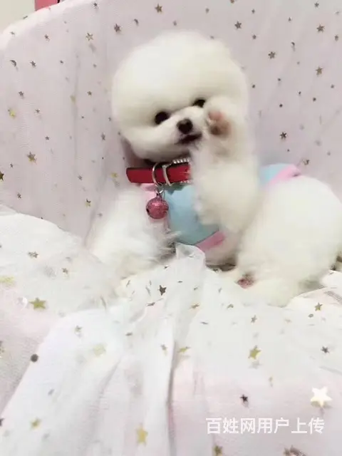 纯种哈多利博美犬 纯种球体白色博美幼犬供您选 - 图片 6