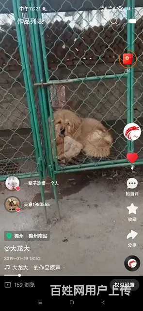 【搞定了！】加厚组实狗笼1.5*1.5*1*5保结实装藏獒来 - 图片