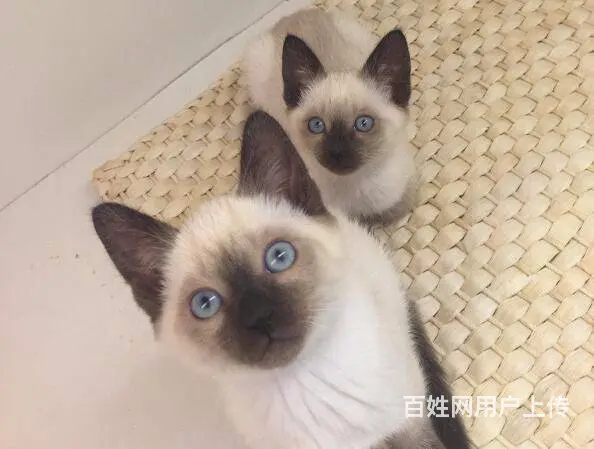 常州出售自家繁殖纯种暹罗猫幼猫 健康保障 可送货 - 图片 1