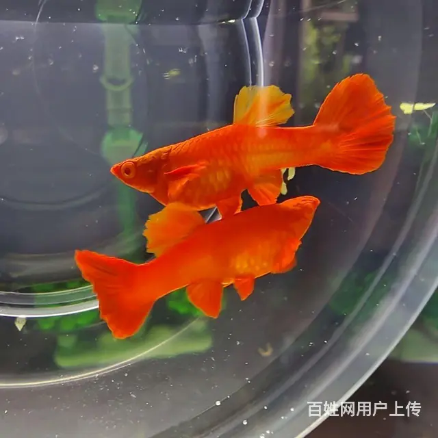 鸿运当头双分水孔雀鱼低价出售10元 - 图片 9