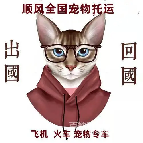 渭南市宠物托运（猫狗）2022邮寄快递（宠物活体运输)今日推 - 图片 6