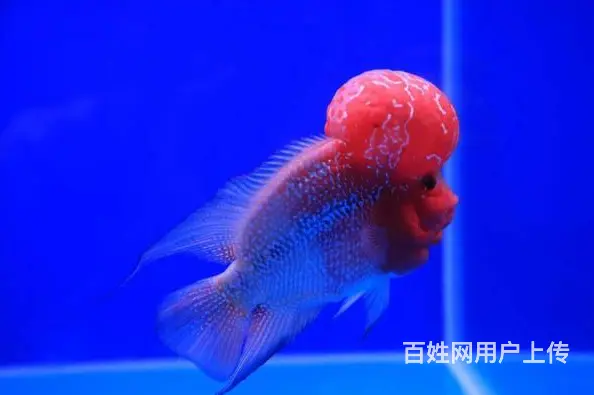 宜春出售泰国进口精品罗汉鱼一手货源，送货上门 - 图片 2