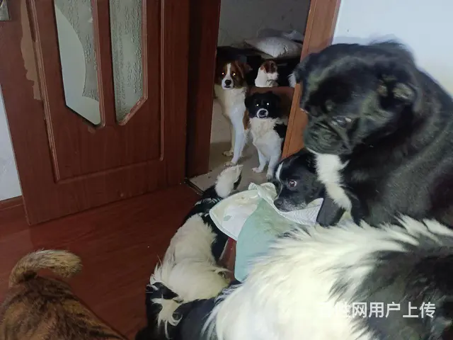有多种狗便宜出卖！！！！ - 图片 8