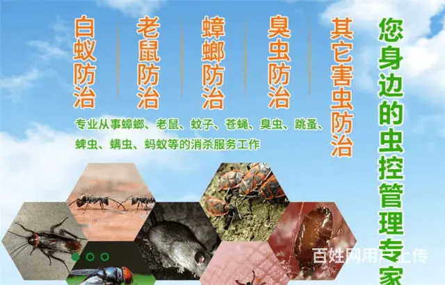 清远清城专业灭跳蚤多少钱 - 图片 1