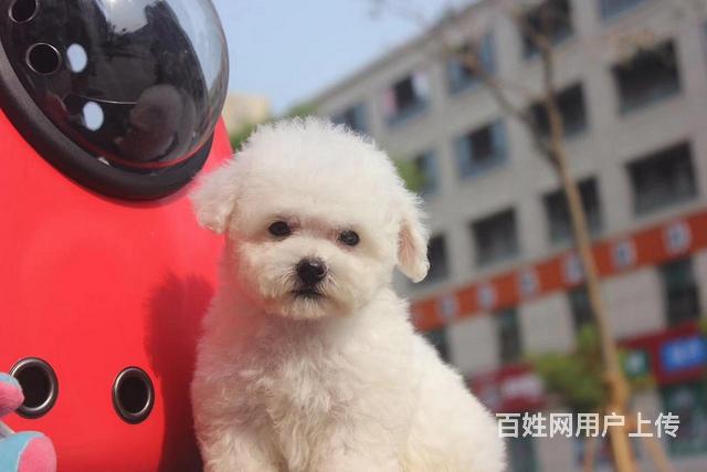 商洛比熊狗场地址 比熊狗场位置的图片
