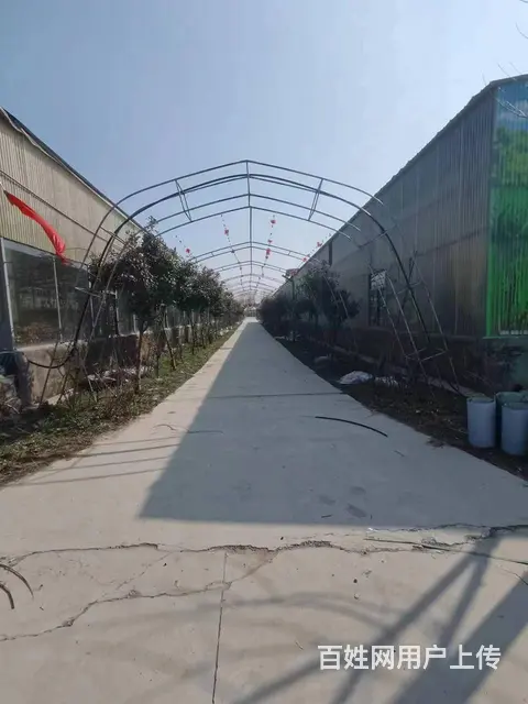 张集邓楼厂房仓库出租 - 图片 4