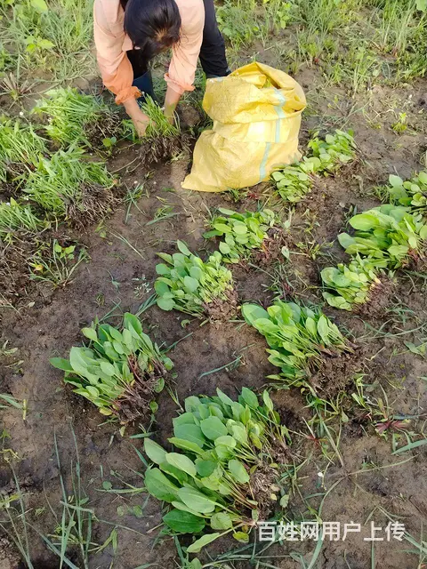 鞍山大量供：荷花，睡莲，芡实，水葫芦，花蔺，泽泻等 - 图片 7