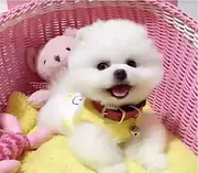 唐山博美多少钱 唐山哪有卖博美的 博美图片 博美犬