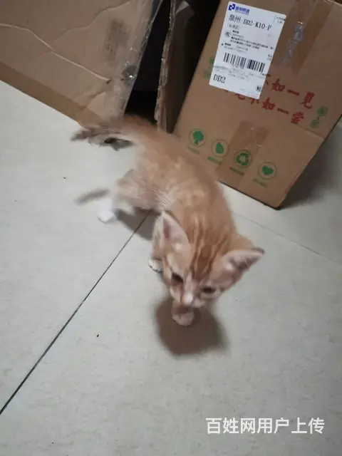 【搞定了！】小奶猫赠送 - 图片 2