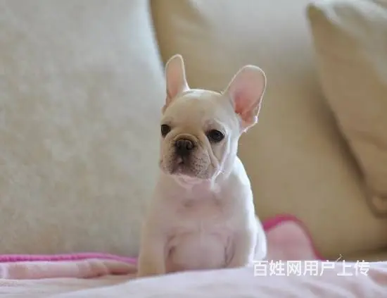 纯种法国斗牛幼犬 黑色白色精品奶油色 赛级血统 品 - 图片 9