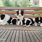 普洱买一只边牧需要多少钱，边牧犬舍地址