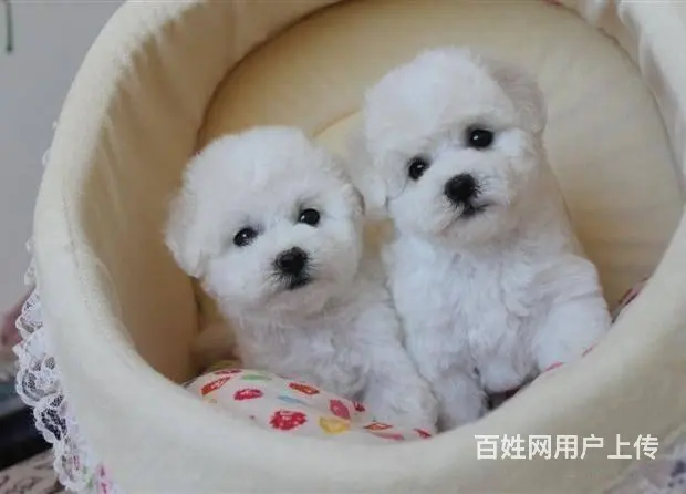 纯种比熊犬，赛级比熊犬，比熊价格专业繁育比熊基地 - 图片 5