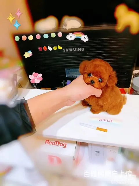 泰迪.泰迪熊.泰迪熊幼犬.棕红色茶杯玩具体泰迪 - 图片 5