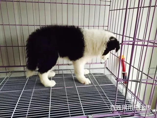宿迁血统边牧哪里有卖，血统边牧一般多少钱 - 图片 3