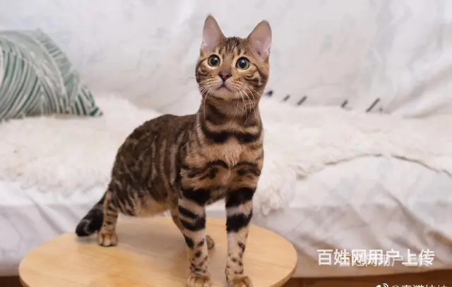 江苏徐州双血统豹猫价格多少 - 图片 1