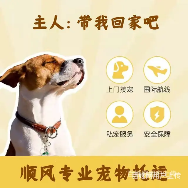 今日/推荐) 常州市出发到全国宠物托运/猫狗全程专人看护 - 图片 2