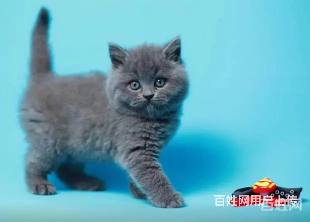 哪里有纯种英短蓝猫 无病无癣包健康疫苗已做保健 - 图片 3