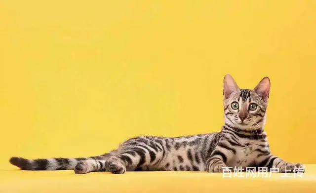 哪里有卖孟加拉豹猫的 无病无癣 包纯种健康 - 图片 4