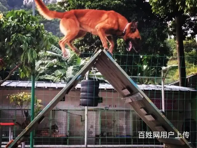 广州番禺粤虎太萌训犬俱乐部 - 图片 1