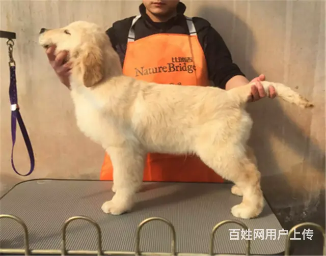 纯种健康金毛幼犬、品种齐全纯正血统 品质有保证 - 图片 1