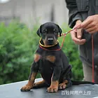 黔南纯种比熊价位知名比熊犬舍