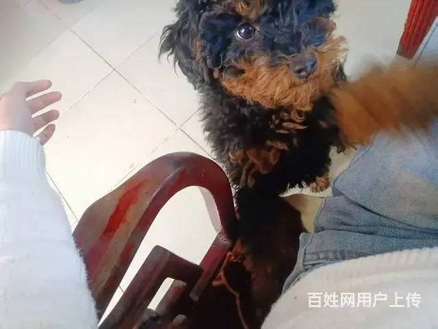 两只小狗寻找爱狗人士收养 - 图片 4