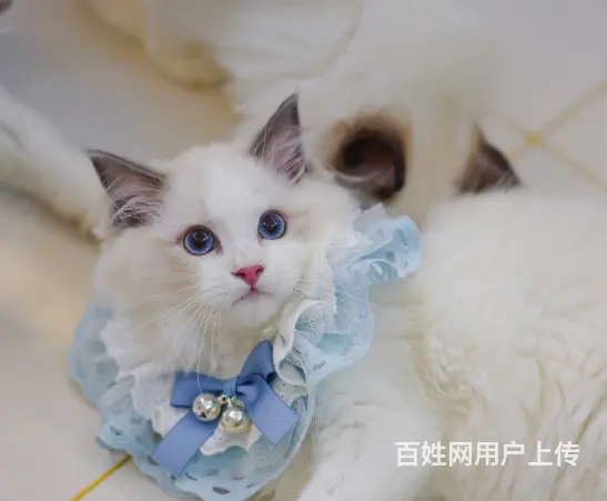 布偶猫多少钱一只 布偶猫肠胃好吗 图片价位 - 图片 1