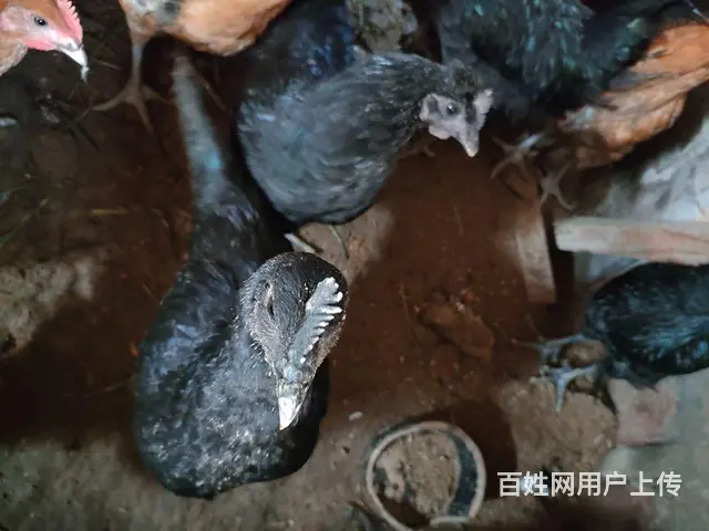 【搞定了！】出售五黑鸡 - 图片 1