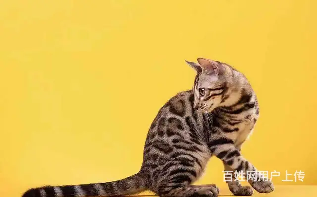 哪里有卖孟加拉豹猫的 无病无癣 包纯种健康 - 图片 4
