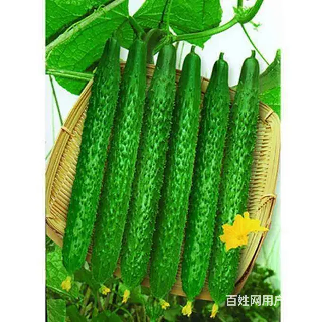 苏州农产品蔬菜批发配送 - 图片 7