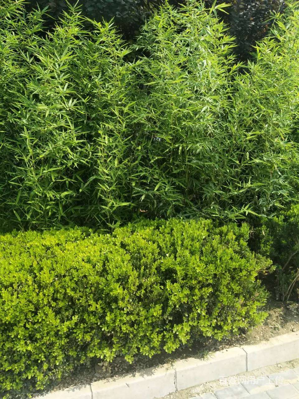 北方耐寒竹子,北京竹子苗圃,花卉市场出售竹子,竹苗