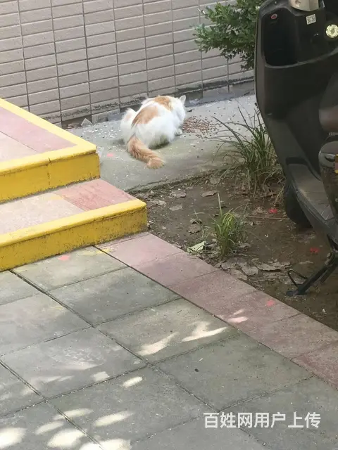安阳专业的找猫团队，安阳找猫团队，安阳找猫成功率高 - 图片 5