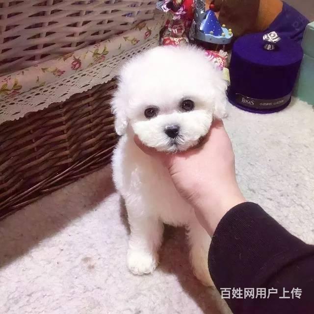 捲毛比熊犬出售 精品家養比熊犬 比熊幼犬價格 - 北京通州土橋狗狗