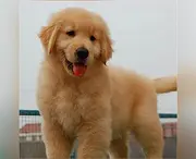 保定金毛养殖户 繁殖金毛幼犬的地址