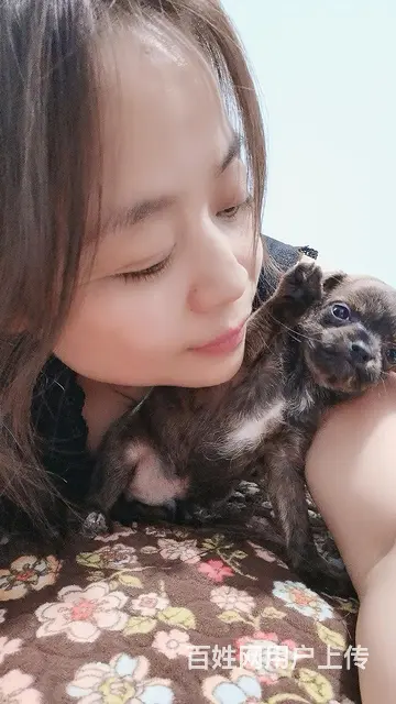 泰迪串 - 图片 3