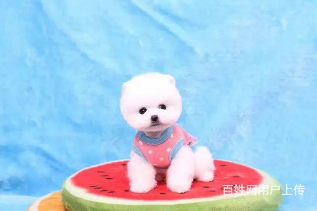 纯种博美幼犬 纯种哈多利博美 纯种球体博美 保健康 - 图片 5