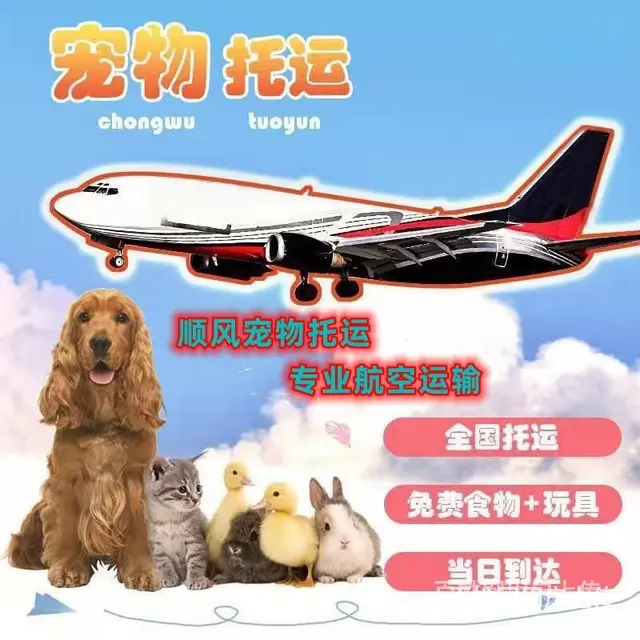 吐鲁番宠物托运（猫狗）2022邮寄快递（宠物活体运输)今日推 - 图片 5