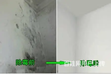 番禺石基除霉公司，广州专业墙体去霉，处理天花发霉 - 图片 9