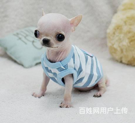 纯种吉娃娃犬价格 苹果头吉娃娃 已做完疫苗驱虫 签的图片