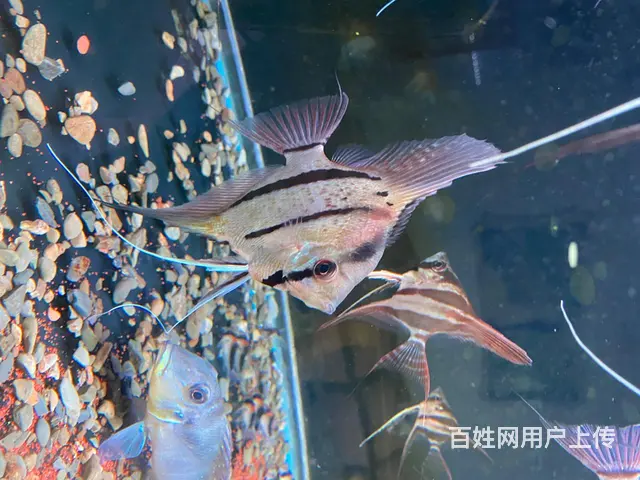 出埃及魔门斯卡神仙鱼 - 图片 4