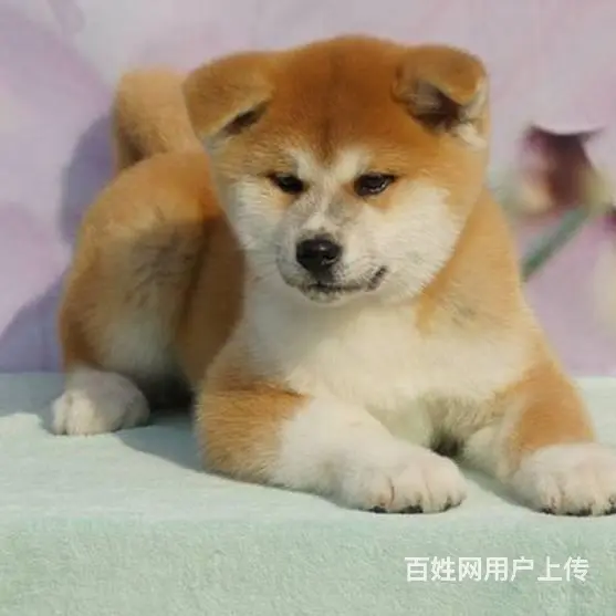 广州买狗首选推荐 正规犬舍 纯种秋田犬多只待售 - 图片 7