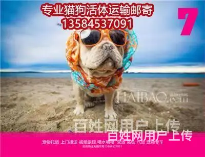 曲阜市 宠物托运（猫狗柴犬）邮寄快递2022（宠物活体运输) - 图片 1