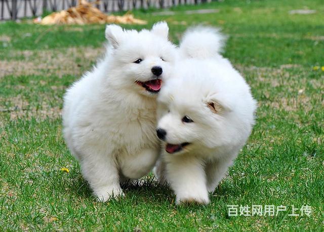 出售骨骼粗壮漂亮微笑萨摩耶幼犬, 会笑的脸很可爱哦 - 河源紫金狗狗