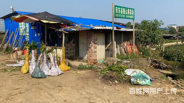 专业供应各种芒果树苗以及其他水果树苗 - 图片 11
